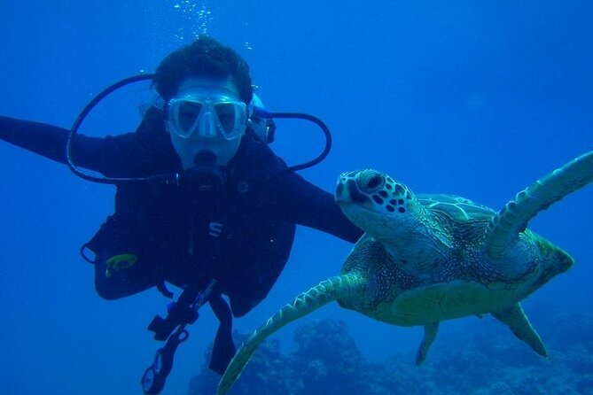 Discover Scuba Diving & Beach Club with Transportation In Riviera Maya ...