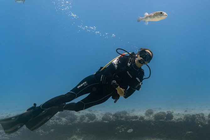 Incredibly Fun Coral Reef Giant Sea Turtles 4hour Boat Scuba Tour ...